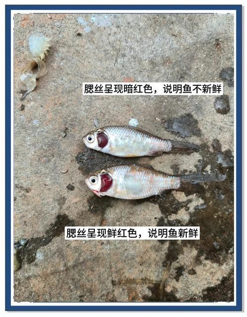 如何判斷銀龍魚是否因缺氧死亡？，——科學(xué)診斷銀龍魚是否因缺氧死亡 如何判斷銀龍魚是否因缺氧死亡？，——科學(xué)診斷銀龍魚是否因缺氧死亡 龍魚百科 第2張