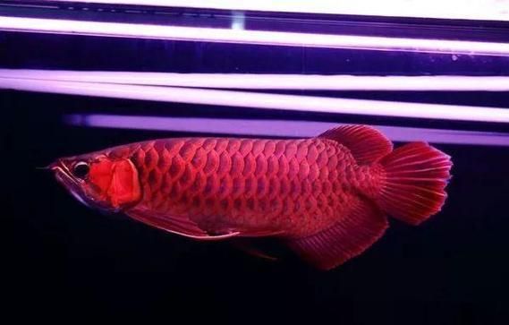 給我一些鑒別紅龍魚品質和血統的圖片，如何判斷紅龍魚的品質和血統
