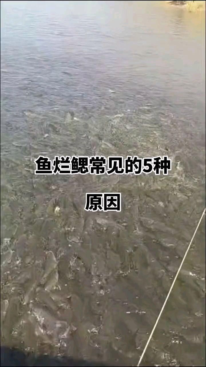 魚爛鰓是什么原因，全民小視頻:魚爛鰓常見的五大原因,你都知道嗎 魚爛鰓是什么原因，全民小視頻:魚爛鰓常見的五大原因,你都知道嗎 龍魚百科 第2張