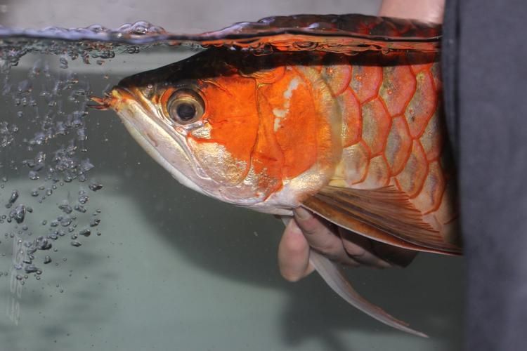 如何判斷金龍魚須子是否完全斷裂？