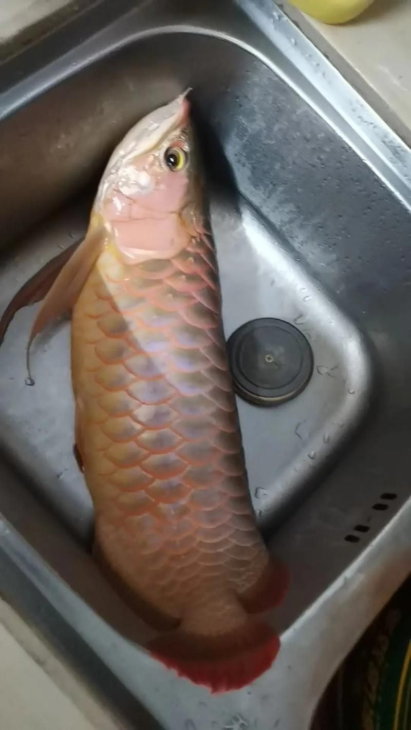 如何判斷金龍魚須子是否完全斷裂？