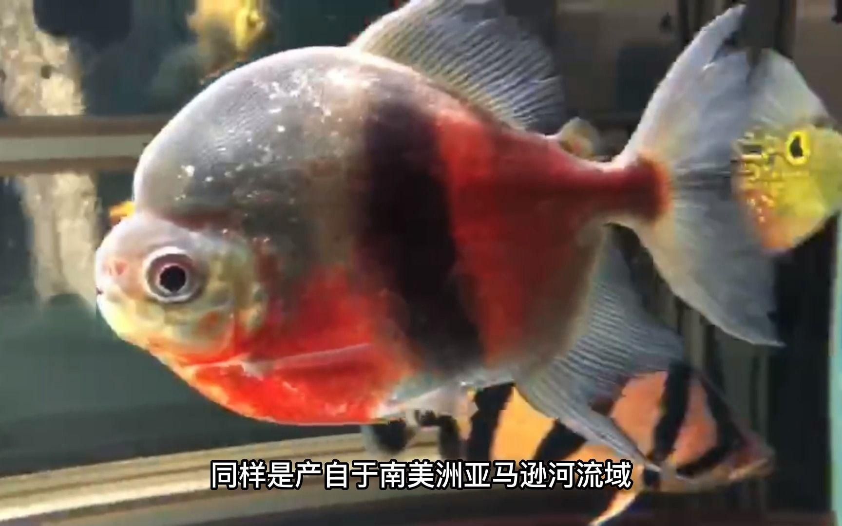推薦一些適合和龍魚(yú)混養(yǎng)的中層魚(yú)，如何判斷龍魚(yú)與中層魚(yú)是否兼容？