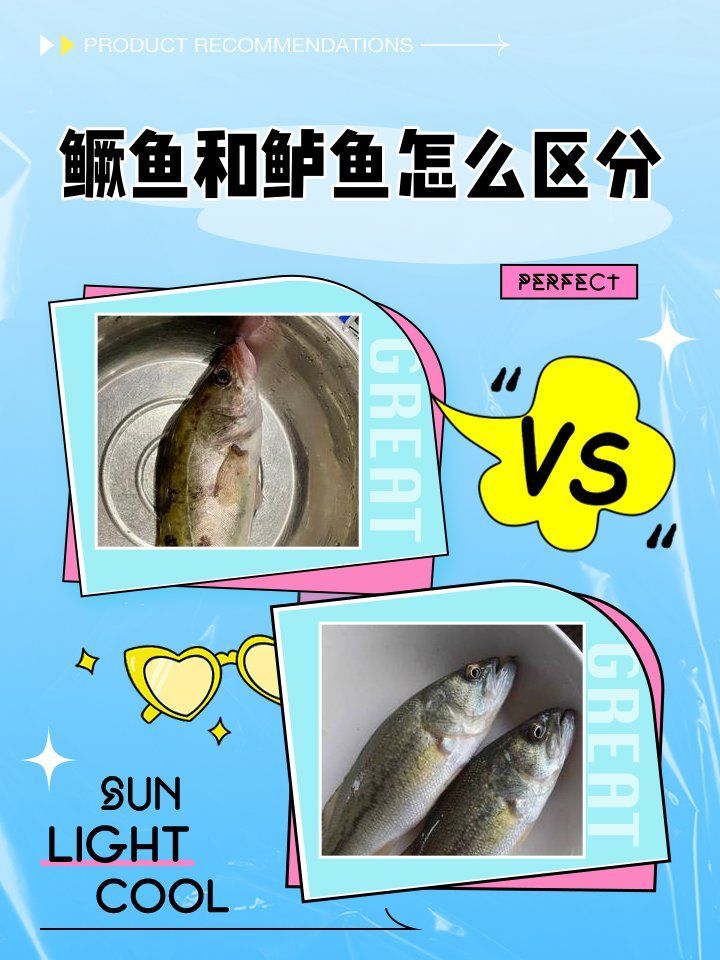 如何判斷兩種魚的習性是否匹配，判斷兩種魚的習性是否匹配，核心在于觀察它們在于觀察 如何判斷兩種魚的習性是否匹配，判斷兩種魚的習性是否匹配，核心在于觀察它們在于觀察 龍魚百科 第1張