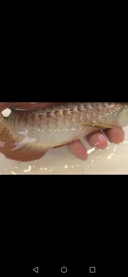 紫金龍魚的價格范圍是多少，紫金龍魚價格范圍是多少紫金龍魚的飼養方法是什么