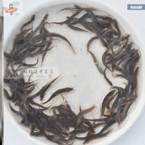 有沒有更多關于2-3cm紅龍魚苗的圖片？，2-3cm紅龍魚苗圖片集錦