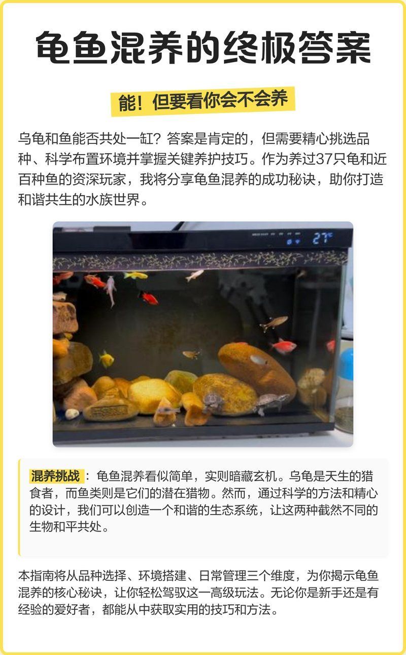 龜魚共養需要多大的水族箱，龜魚共養的水族箱尺寸 龜魚共養需要多大的水族箱，龜魚共養的水族箱尺寸 龍魚百科 第2張