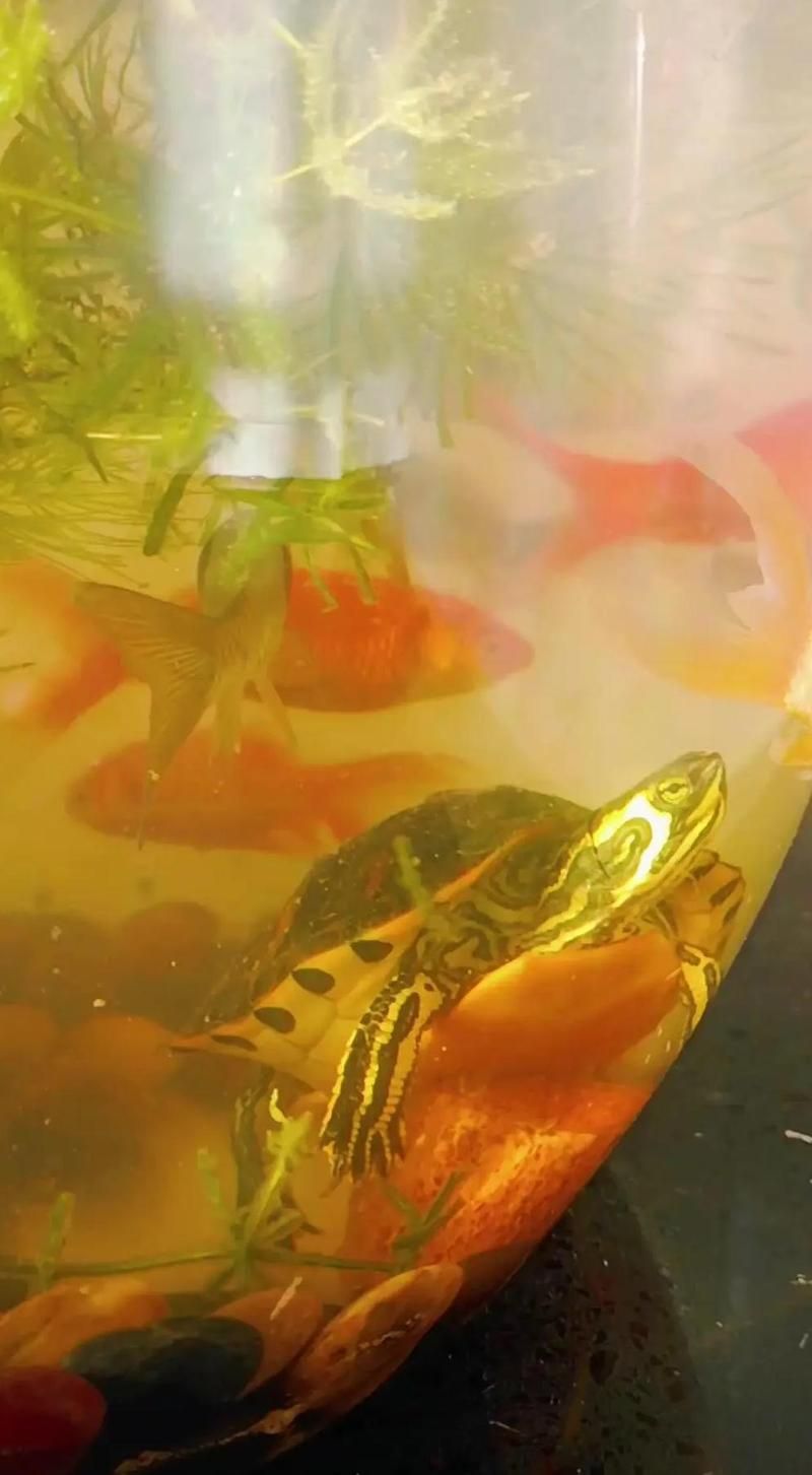 龜魚共養需要多大的水族箱，龜魚共養的水族箱尺寸 龜魚共養需要多大的水族箱，龜魚共養的水族箱尺寸 龍魚百科 第1張