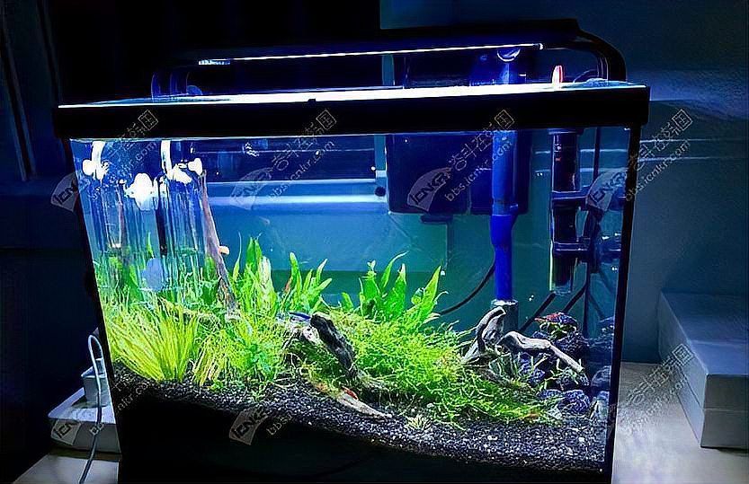 如何降低紅金龍魚養殖成本，百度愛采購紅金龍魚養殖成本降低紅金龍魚養殖成本的核心要素