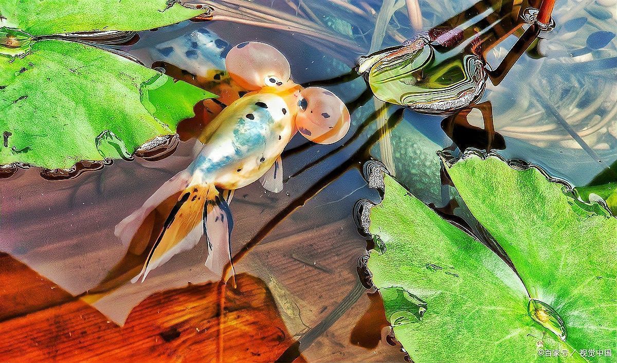 如何降低紅金龍魚養殖成本，百度愛采購紅金龍魚養殖成本降低紅金龍魚養殖成本的核心要素