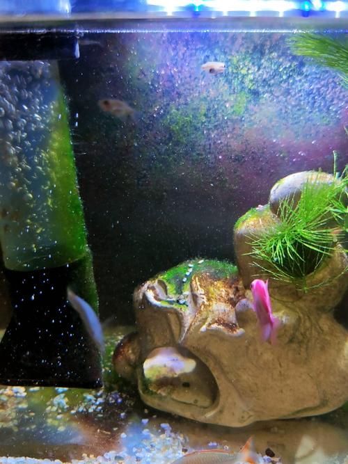 龍須燈魚混養案例分享，龍須燈魚混養案例