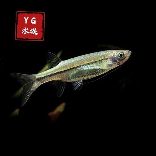 龍須燈魚混養案例分享，龍須燈魚混養案例