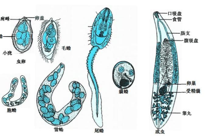 如何預防魚寄生蟲感染，思考完成調用工具arxiv論文助手 如何預防魚寄生蟲感染，思考完成調用工具arxiv論文助手 龍魚百科 第6張