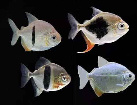 細(xì)線銀版魚(yú)，細(xì)線銀版魚(yú)詳解