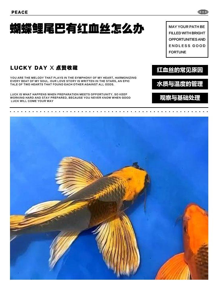 如何預防蝴蝶鯉尾巴出現紅血絲，蝴蝶鯉尾巴出現紅血絲怎么辦