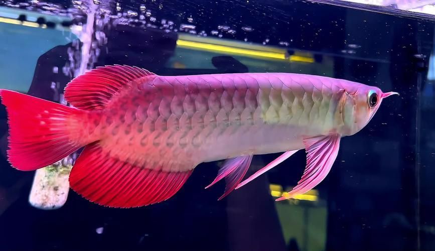 給我推薦一些可靠的紅龍魚購買平臺，祥龍魚場紅龍魚的優勢