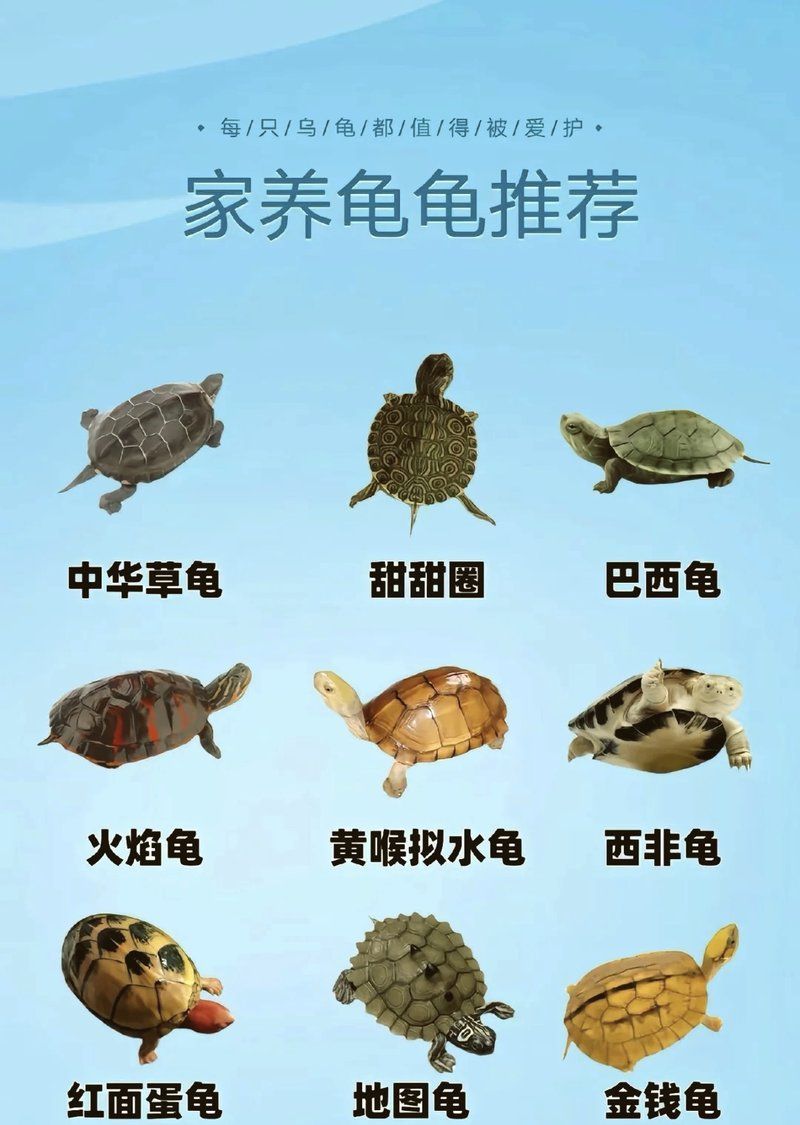 有哪些烏龜品種適合新手飼養，寵物龜推薦:高性價比品種? 有哪些烏龜品種適合新手飼養，寵物龜推薦:高性價比品種? 龍魚百科 第2張