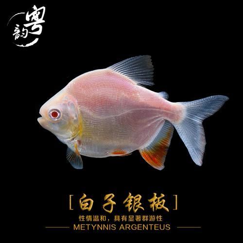 銀板魚和銀龍魚哪個更好？ 銀板魚和銀龍魚哪個更好？ 龍魚百科 第2張