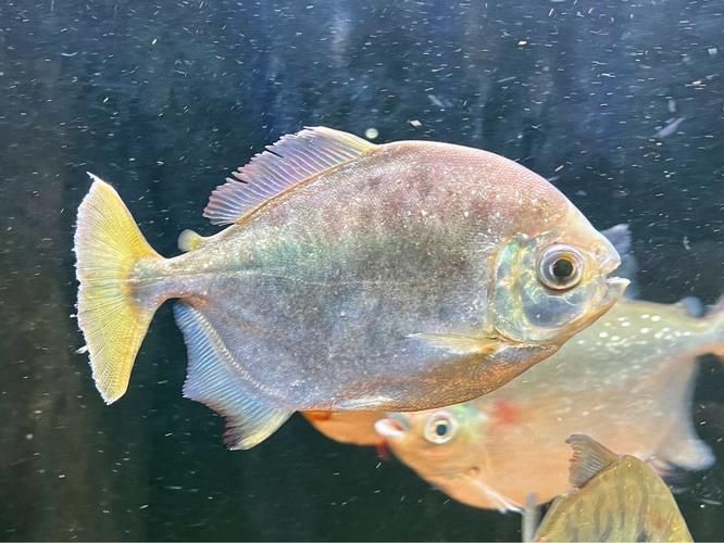 銀板魚和銀龍魚哪個更好？ 銀板魚和銀龍魚哪個更好？ 龍魚百科 第5張