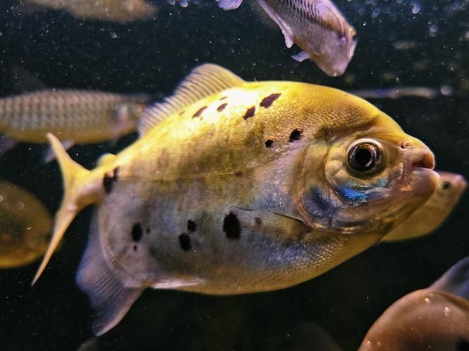 銀板魚和銀龍魚哪個更好？ 銀板魚和銀龍魚哪個更好？ 龍魚百科 第4張