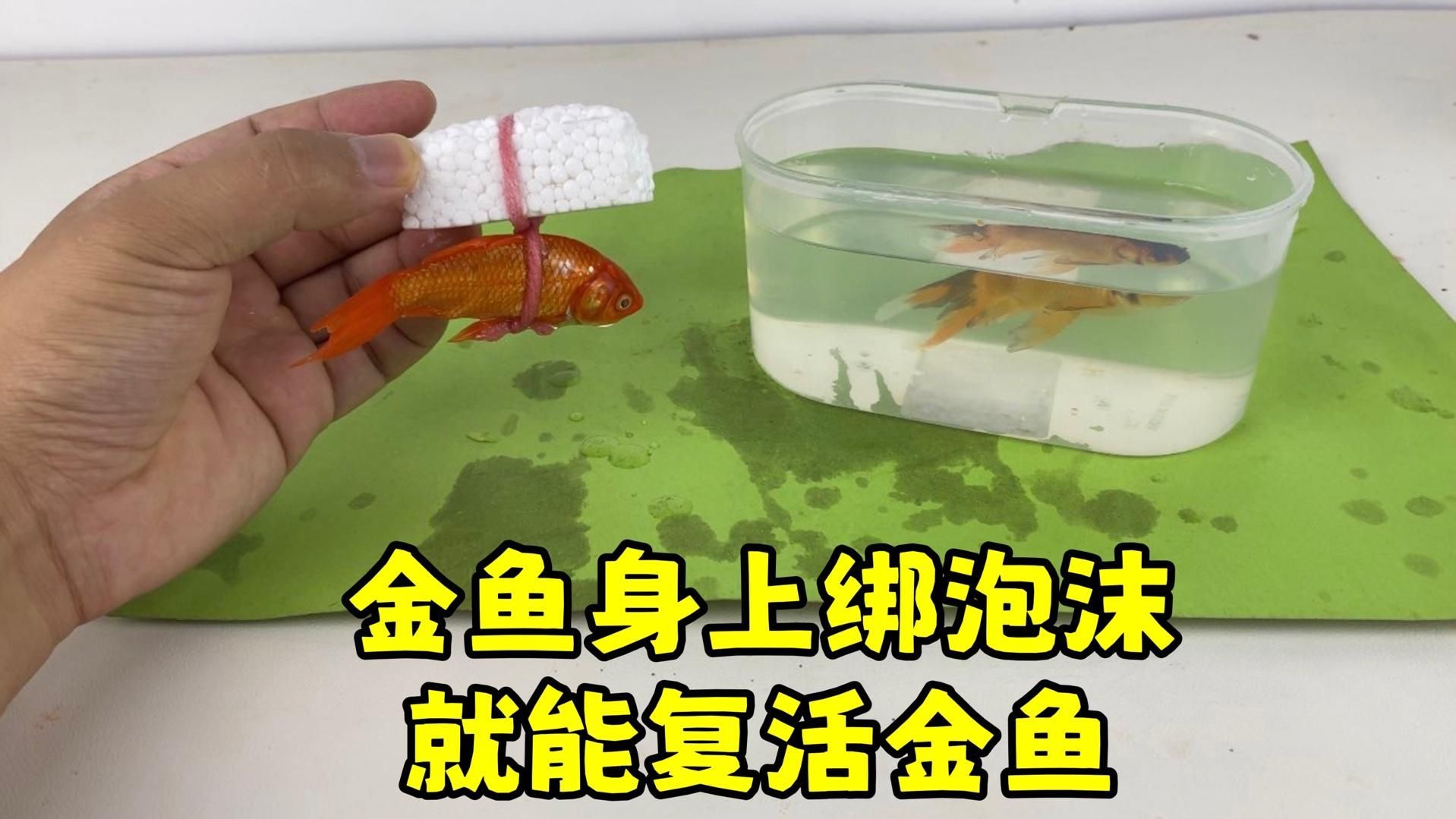 金魚(yú)趴缸底后如何恢復(fù)活力，魚(yú)趴缸底后如何恢復(fù)活力
