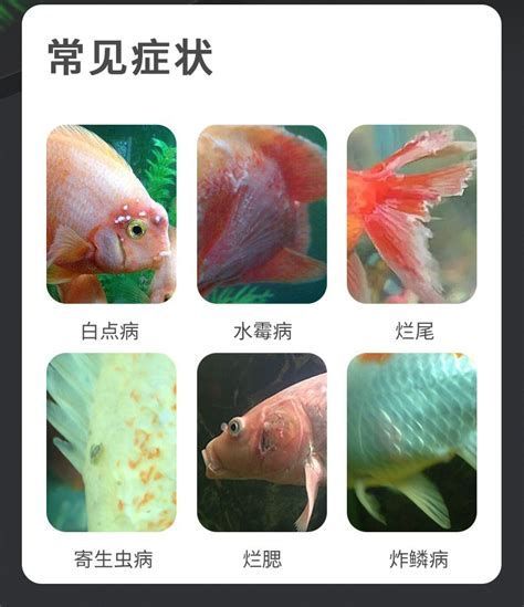 爛尾的魚多久能恢復(fù)，爛尾的魚多久能恢復(fù)詳解與養(yǎng)護(hù)指南tailrot
