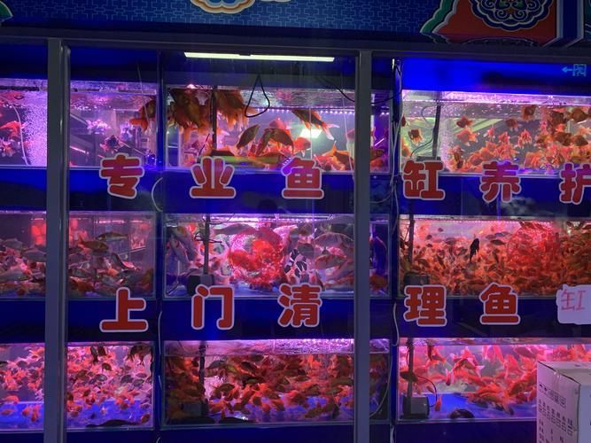 推薦一些可靠的龍魚購買渠道，如何選擇龍魚購買渠道