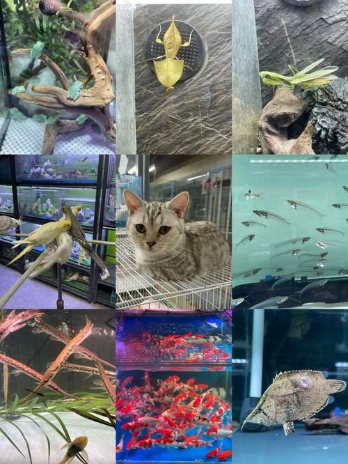 推薦一些可靠的龍魚購買渠道，如何選擇龍魚購買渠道