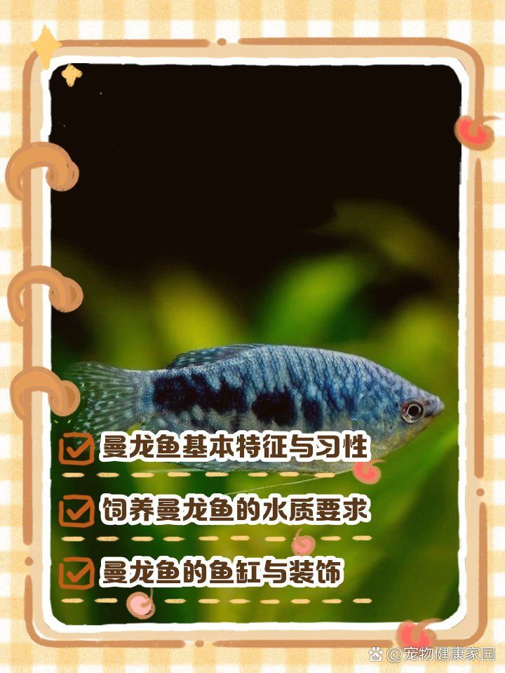曼龍魚和新加坡龍魚的區別，曼龍魚與新加坡龍魚對比 曼龍魚和新加坡龍魚的區別，曼龍魚與新加坡龍魚對比 龍魚百科 第9張