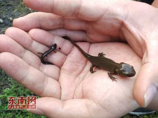 如何區分四腳龍魚和墨西哥鈍口螈？，墨西哥鈍口螈與四腳龍魚的區別