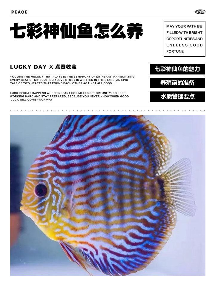 養七彩魚需要多大的魚缸？，七彩神仙魚需要多大的魚缸，養七彩魚需要多大的魚缸