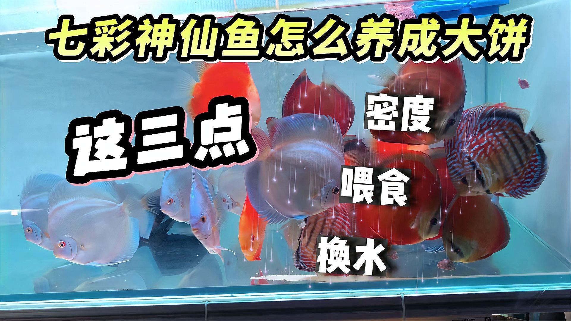 養七彩魚需要多大的魚缸？，七彩神仙魚需要多大的魚缸，養七彩魚需要多大的魚缸