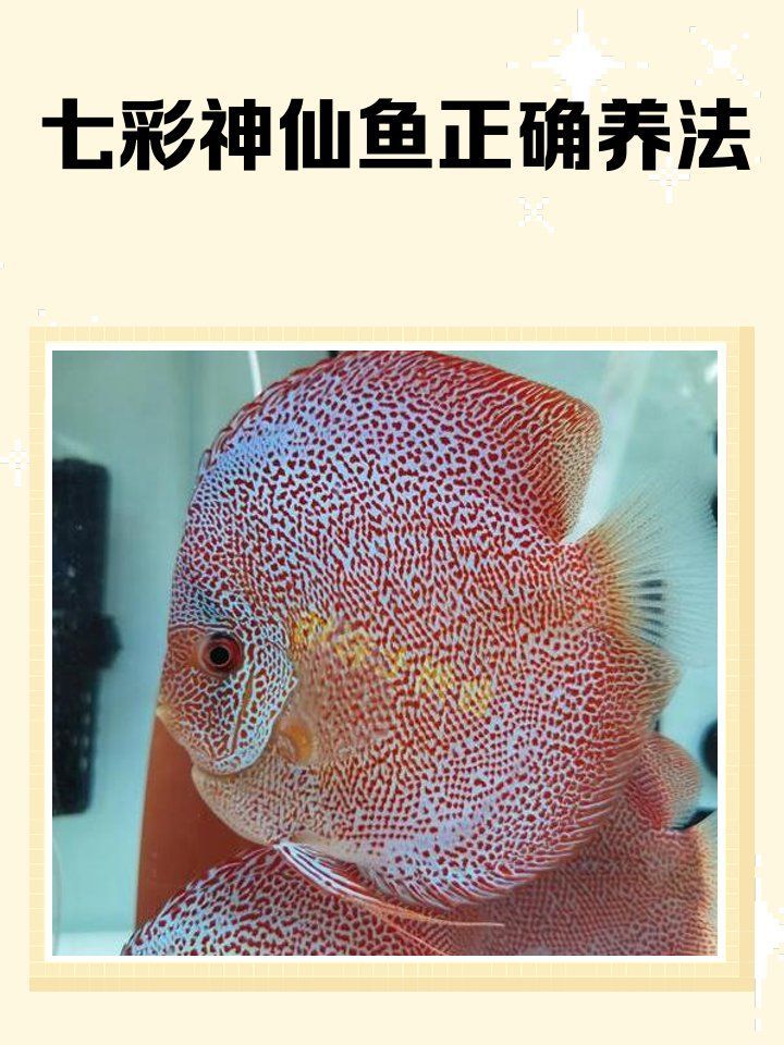 養七彩魚需要多大的魚缸？，七彩神仙魚需要多大的魚缸，養七彩魚需要多大的魚缸