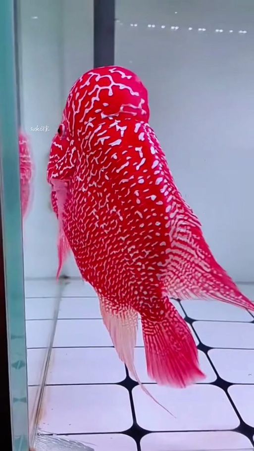 如何區分紅頭利魚的品種？，如何識別紅頭利魚