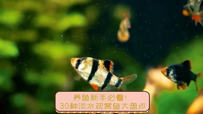 有哪些淡水觀賞魚適合新手，新手養魚，選擇適合自己條件的觀賞魚 有哪些淡水觀賞魚適合新手，新手養魚，選擇適合自己條件的觀賞魚 龍魚百科 第3張