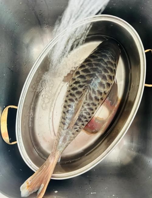 忘不了魚的價格是多少？，忘不了魚價格是多少 忘不了魚的價格是多少？，忘不了魚價格是多少 龍魚百科 第5張