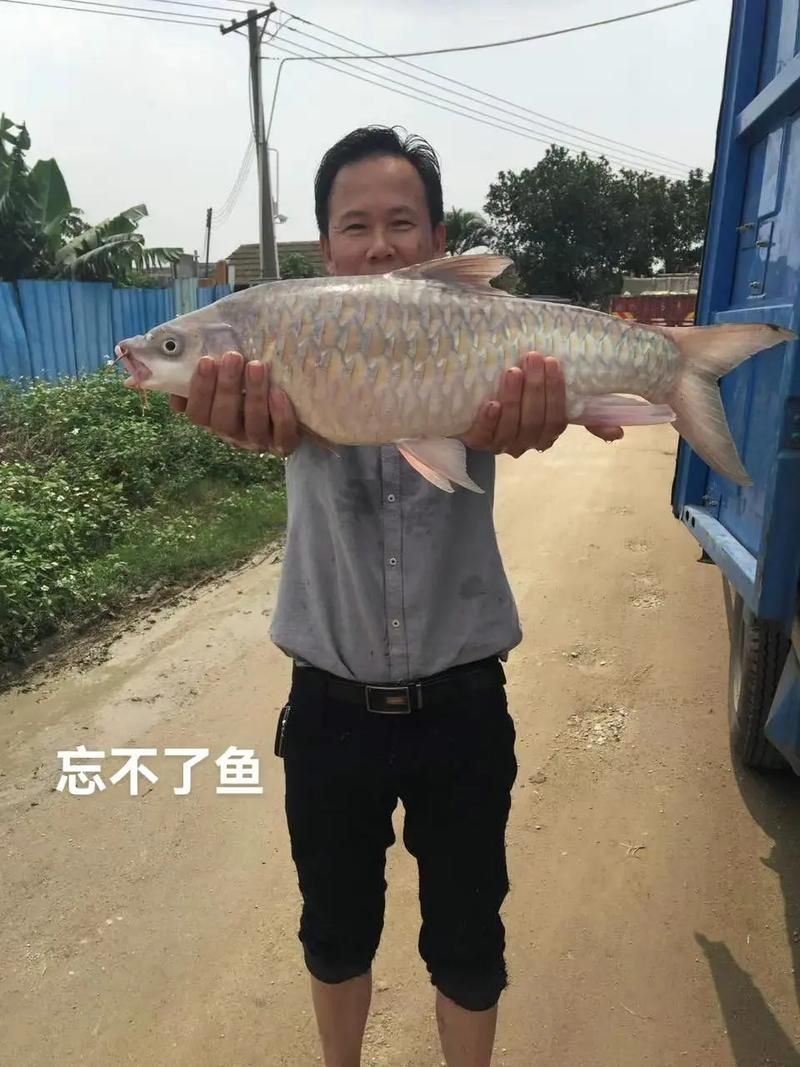 忘不了魚的價格是多少？，忘不了魚價格是多少 忘不了魚的價格是多少？，忘不了魚價格是多少 龍魚百科 第2張