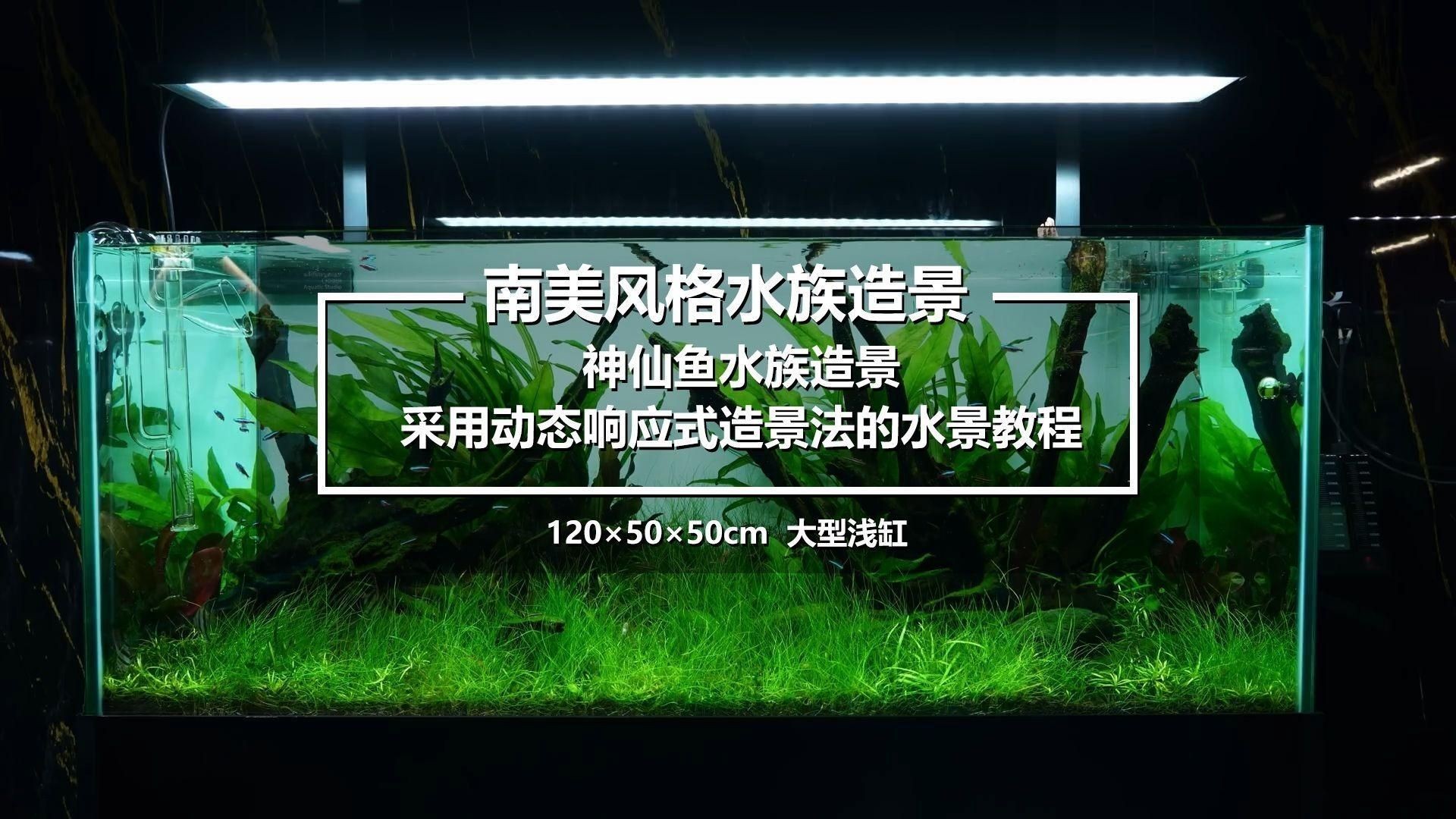 南美異型魚(yú)有哪些飼養(yǎng)技巧，南美異型魚(yú)|南美異型魚(yú)飼養(yǎng)技巧：南美異型魚(yú)