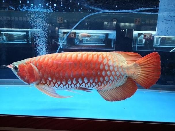 祥龍魚場有金龍魚和銀龍魚出售嗎？，廣州祥龍魚場有金龍魚和銀龍魚出售嗎？ 祥龍魚場有金龍魚和銀龍魚出售嗎？，廣州祥龍魚場有金龍魚和銀龍魚出售嗎？ 龍魚百科 第5張