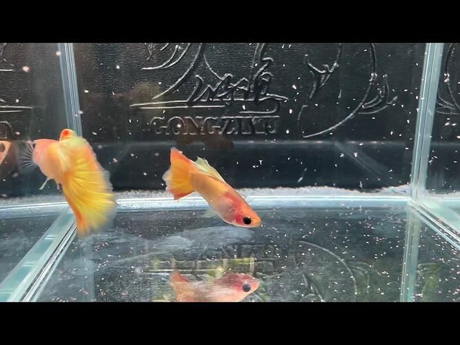 金頭過背和過背的市場價格差異，金頭過背與過背與過背孔雀魚市場價格差異在于頭部私域