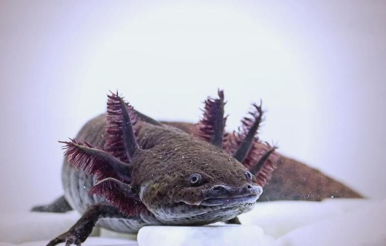 給我一些四腳魚的飼養技巧,四腳魚的飼養技巧 龍魚百科 第6張 給我一些四腳魚的飼養技巧,四腳魚的飼養技巧 給我一些四腳魚的飼養技巧,四腳魚的飼養技巧 龍魚百科 第6張