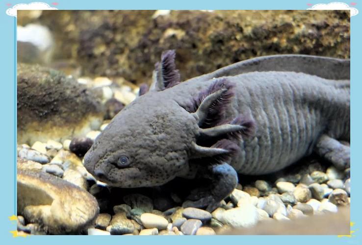 給我一些四腳魚的飼養技巧,四腳魚的飼養技巧 龍魚百科 第4張 給我一些四腳魚的飼養技巧,四腳魚的飼養技巧 給我一些四腳魚的飼養技巧,四腳魚的飼養技巧 龍魚百科 第4張