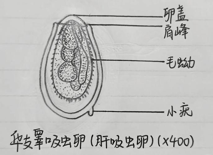 哪些魚類容易感染寄生蟲,————科學詳解與高風險物種清單 龍魚百科 第4張 哪些魚類容易感染寄生蟲,————科學詳解與高風險物種清單 哪些魚類容易感染寄生蟲,————科學詳解與高風險物種清單 龍魚百科 第4張