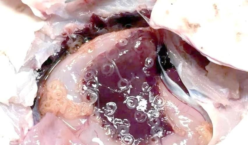 哪些魚類容易感染寄生蟲,————科學詳解與高風險物種清單 龍魚百科 第9張 哪些魚類容易感染寄生蟲,————科學詳解與高風險物種清單 哪些魚類容易感染寄生蟲,————科學詳解與高風險物種清單 龍魚百科 第9張