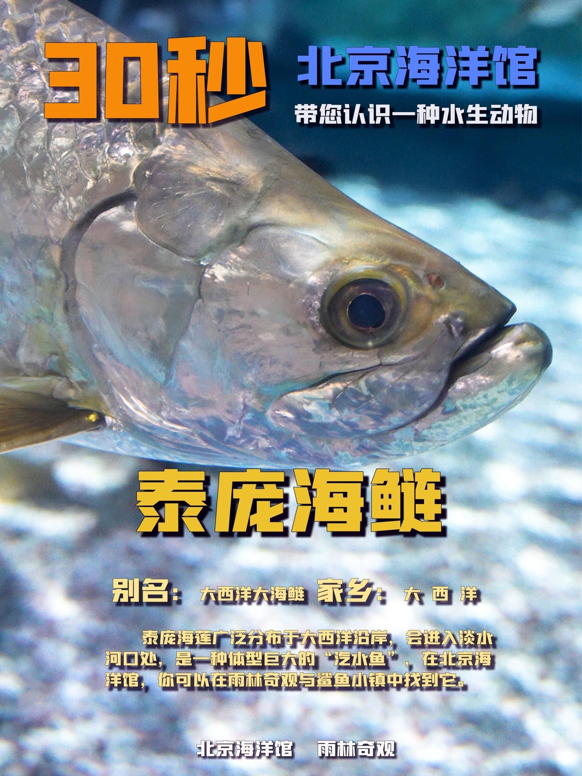 泰龐海鰱魚，龐海鰱魚，學名pangasiusspp