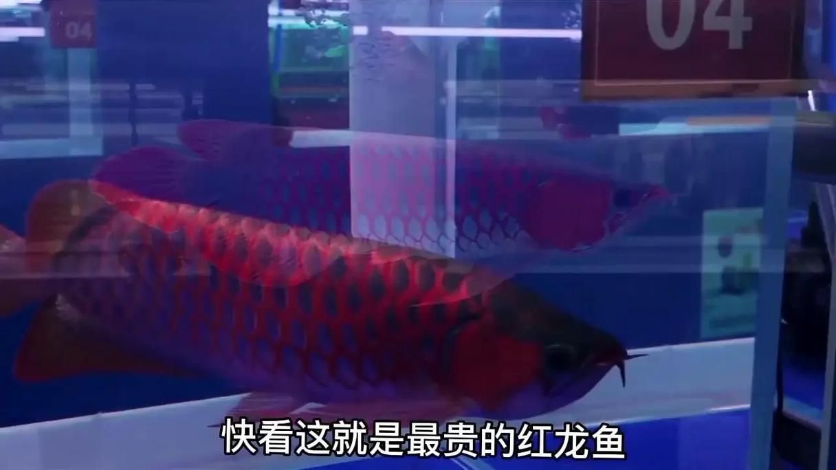 紅金龍魚的市場價格波動大嗎，國產魚品牌食品安全標準紅金龍魚市場價格波動是多重因素影響 紅金龍魚的市場價格波動大嗎，國產魚品牌食品安全標準紅金龍魚市場價格波動是多重因素影響 龍魚百科 第2張