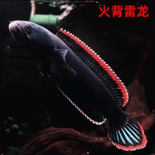 冷水雷龍魚的價(jià)格是多少？，冷水雷龍魚的價(jià)格