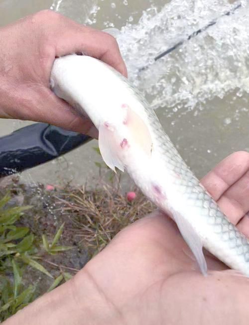 西安地區冬季魚病防控有哪些案例，地區冬季魚病防控案例分析