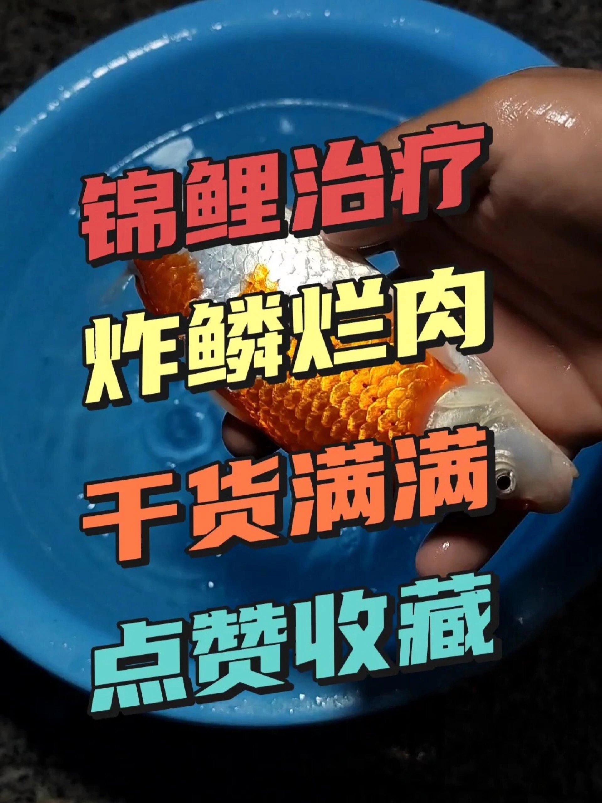 哪種藥物對魚炸鱗最有效，最“惡心”的魚病-炸鱗有救了