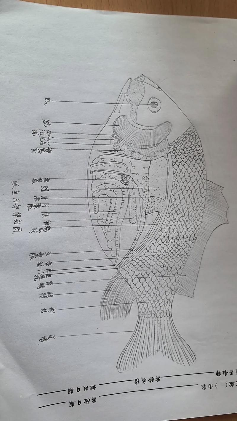 如何預防魚鰭根部充血發(fā)紅死亡