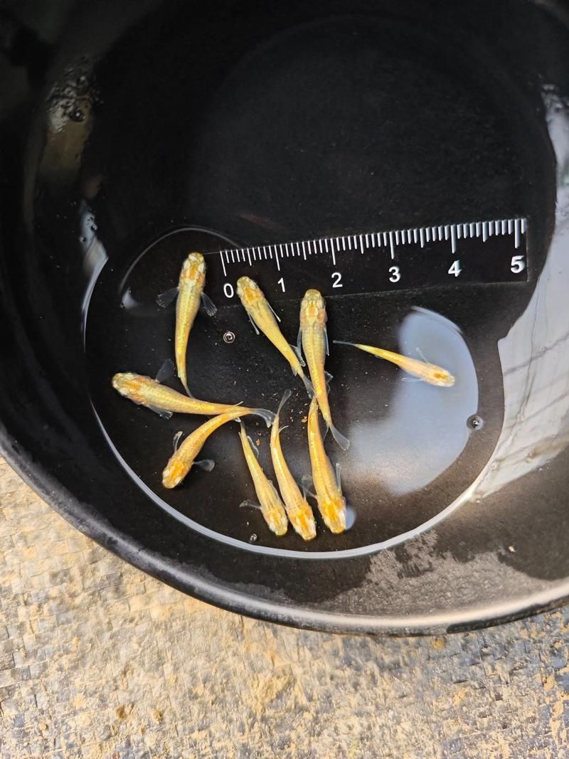 小金頭過背的返祖現(xiàn)象案例，“小金頭過背”金魚的返祖現(xiàn)象